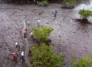 Una vista aérea del estuario de San Luis en Tumaco, Colombia, muestra a miembros de la organización ACOPI, socio de la iniciativa 'Raices', trabajando para restaurar el bosque de manglares plantando plántulas y eliminando desechos. Foto: ACOPI Seccional Nariño