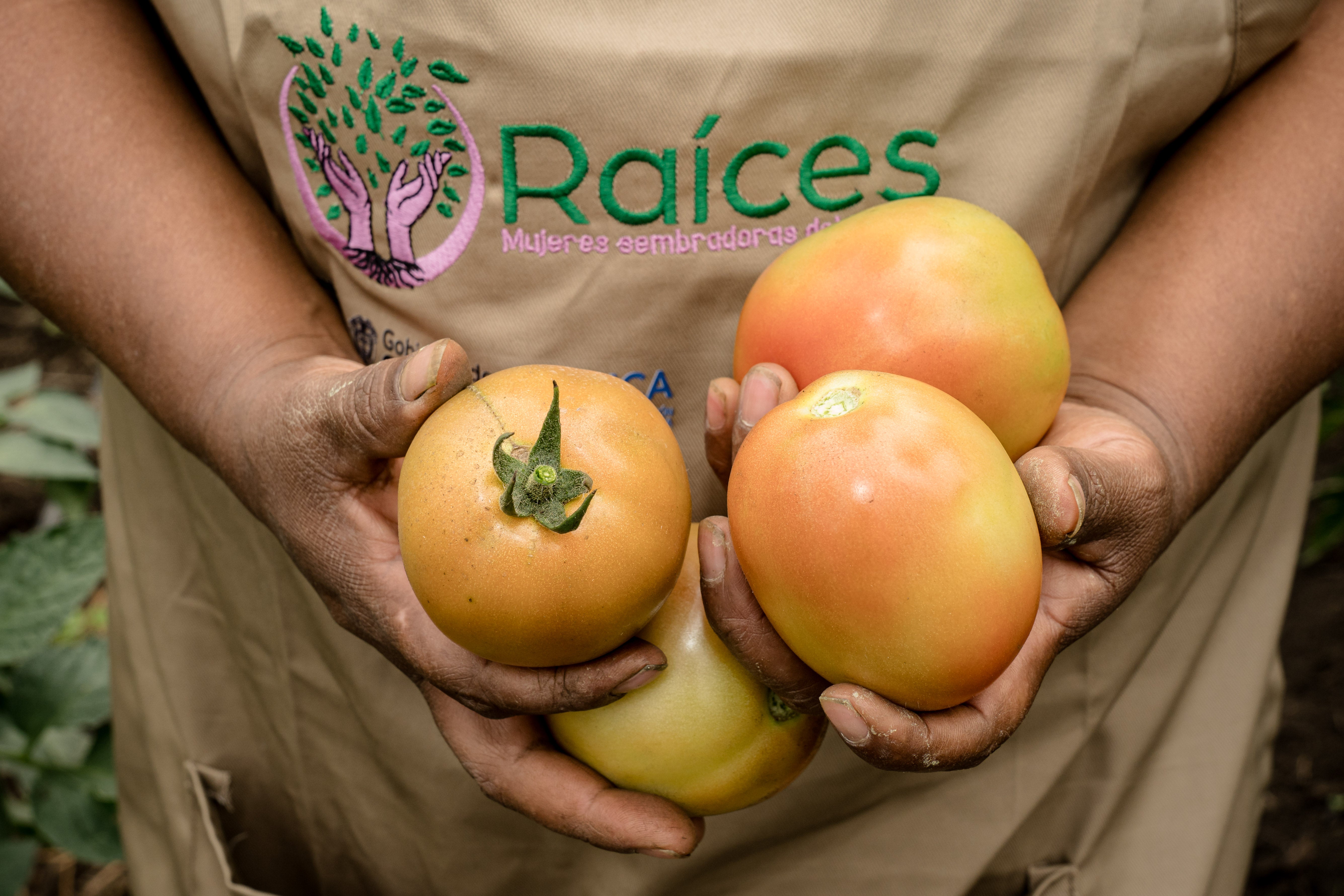 raices